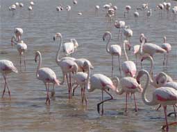 escapade en camargue - les oiseaux de camargue - flamants roses