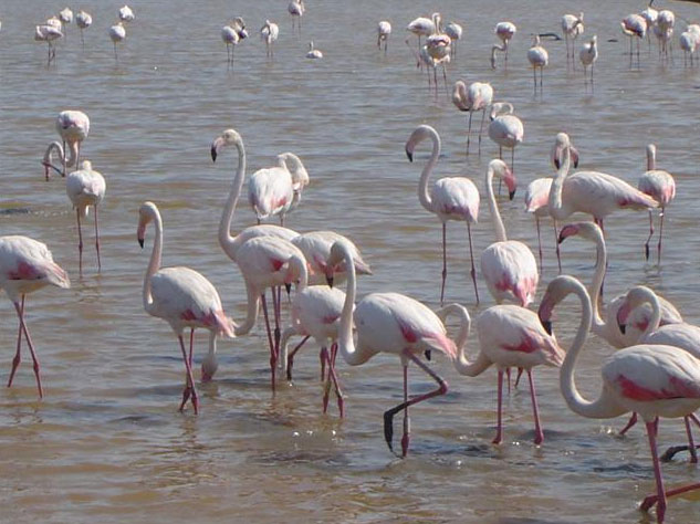 escapade en camargue - les flamants rose