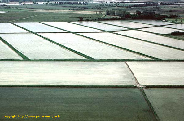 escapade en camargue - rizires