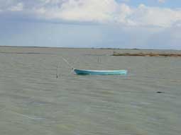 carnets de voyage france - escapade en camargue - la camargue naturelle