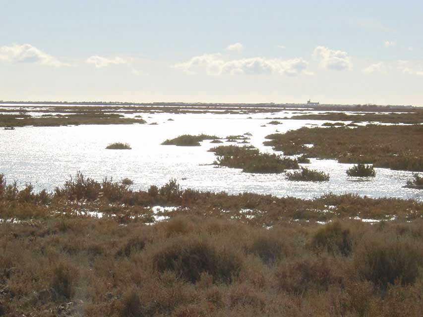 clocher de l'�glise de sainte-marie de la mer en camargue