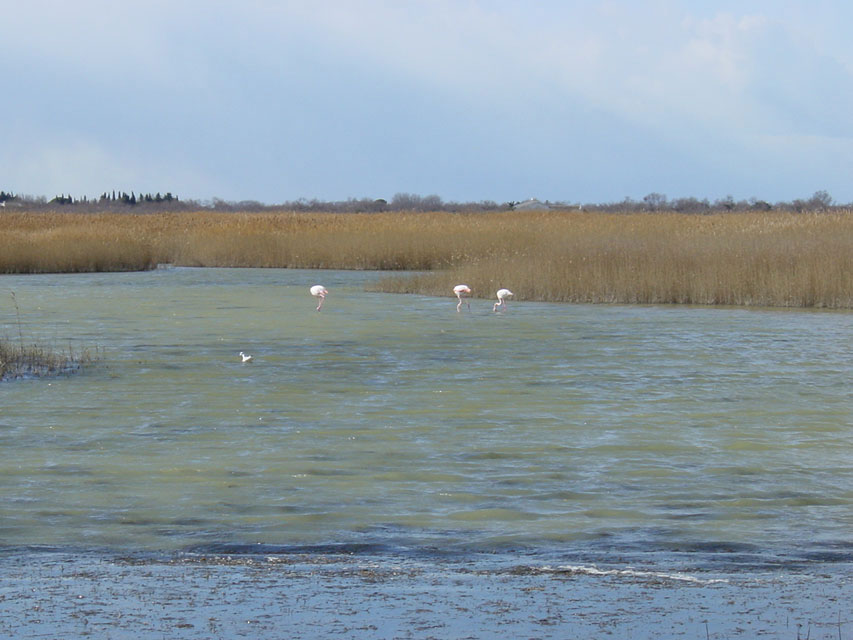 flamands roses sur un �tang de camargue