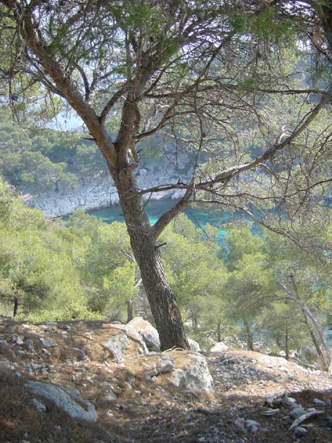 calanques de cassis - port-pin