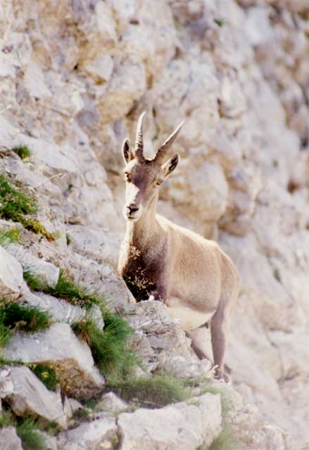 le chinaillon - chamois au lac de Peyre