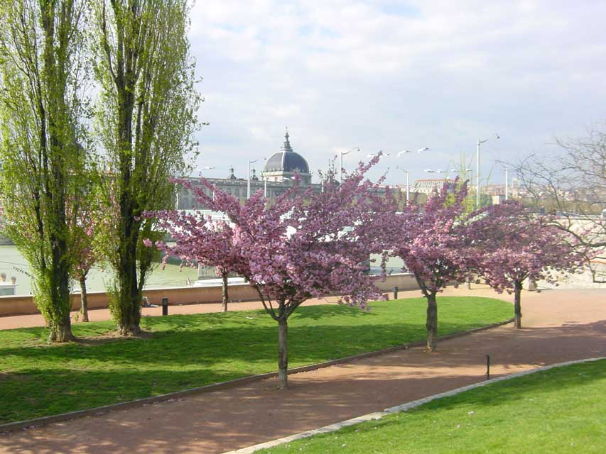 escapade-lyon-guillotiere-arbres-mai2005-067.jpg