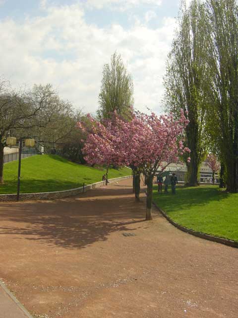 escapade-lyon-guillotiere-arbres-mai2005-068.jpg