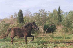 carnets de voyage espagne - pancorbo - cheval losino