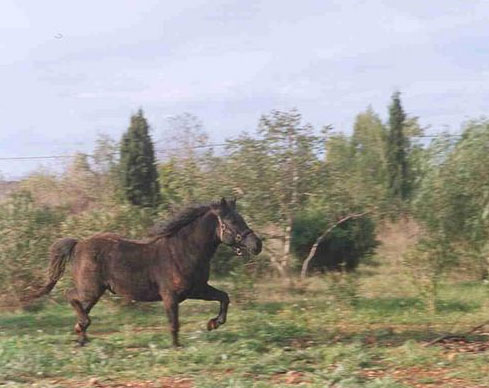 carnets de voyage espagne - le losino cheval sauvage de la rgion de pancorbo