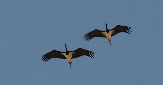 cigogne noire en migration  tarifa