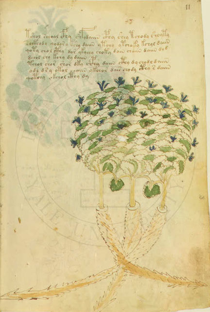 frascati - villa mondragore - manuscrit voynich