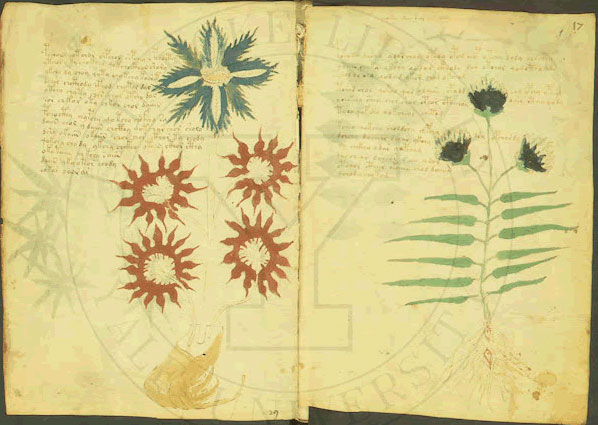 manuscrit voynicht