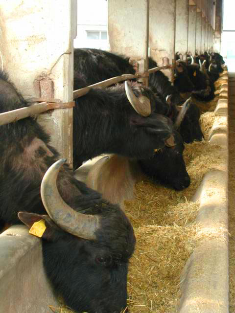 carnets de voyage italie - levage de buffles dans la rgion de paestum