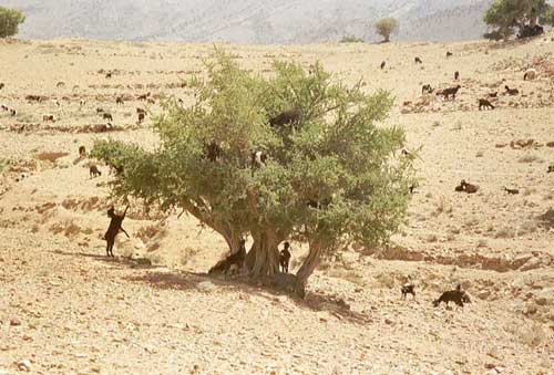 carnets de voyage maroc - route entre tafraoute et inezgane - les chèvres dans les arganiers