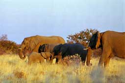 carnets de voyage namibie - circuit 9 jours - tape etosha