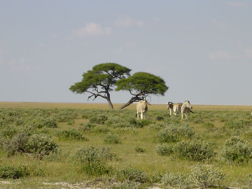 namibie-l-etosha-DSC00483.jpg