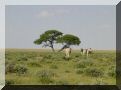 namibie-l-etosha-DSC00483.jpg