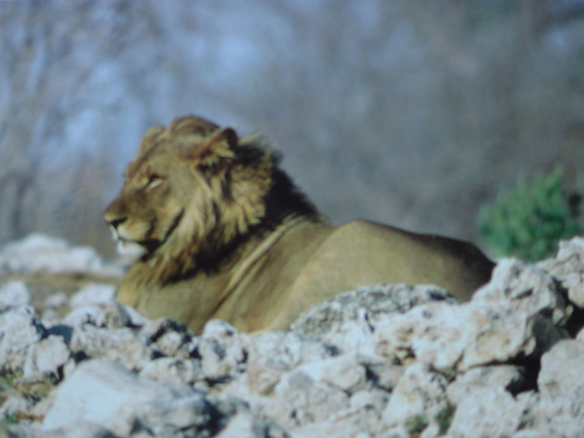 namibie-l-etosha-DSC00487.jpg