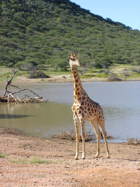 namibie-l-etosha-DSC00563.jpg