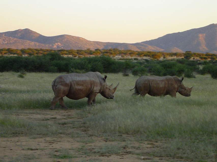 namibie-l-etosha-DSC00567.jpg