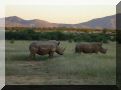 namibie-l-etosha-DSC00567.jpg