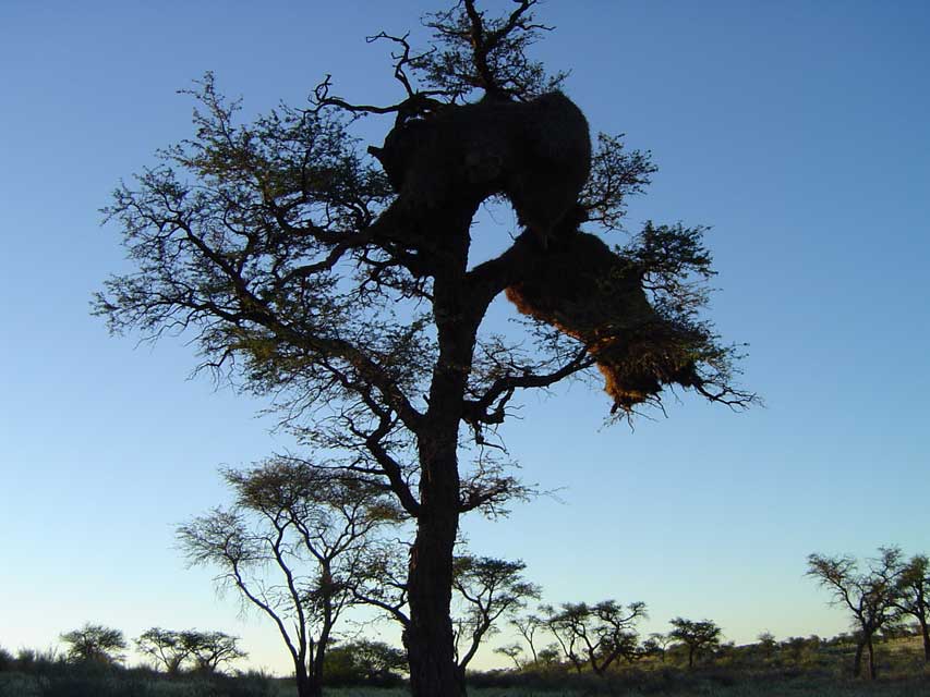 namibie-l-kalahari-DSC00286.jpg