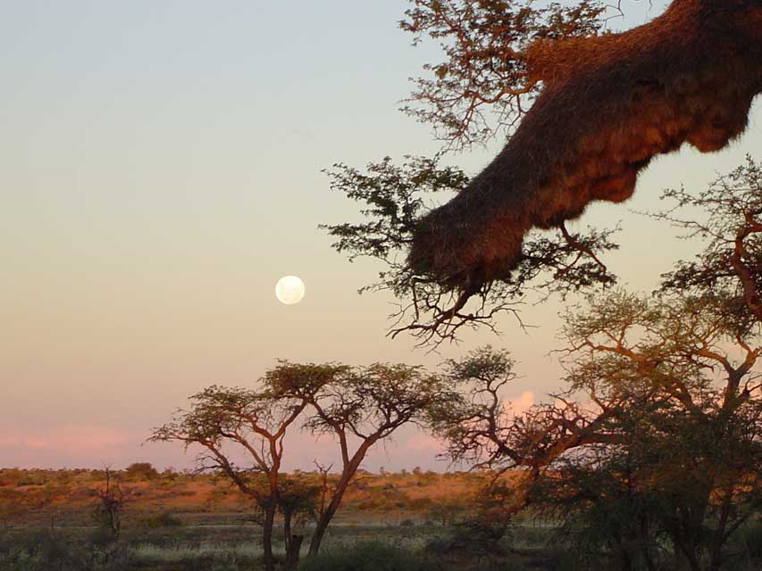 namibie-l-kalahari-DSC00290.jpg