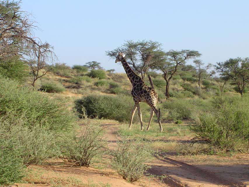 namibie-l-kalahari-DSC00293.jpg