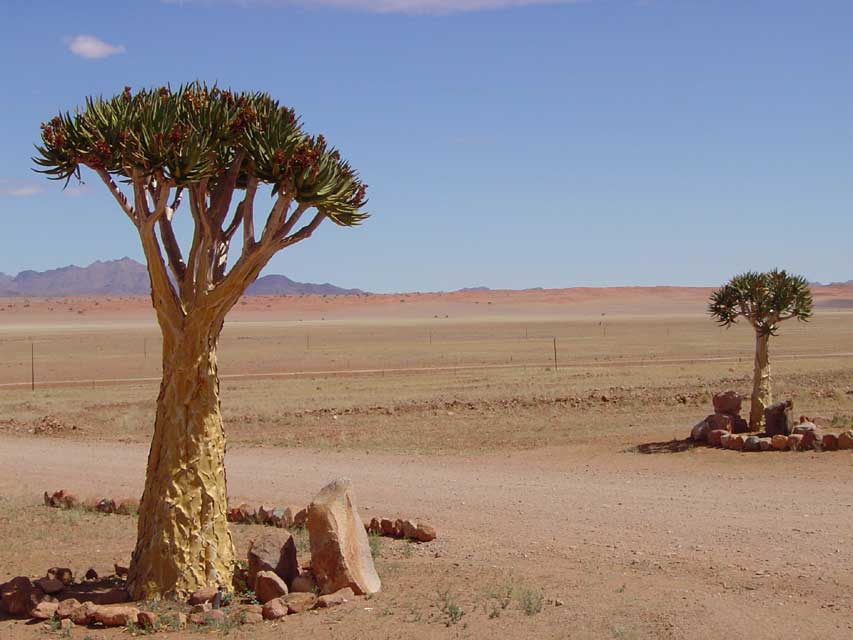 namibie-l-namib-DSC00369.jpg