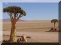 namibie-l-namib-DSC00369.jpg