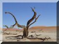 namibie-l-sossusvlei-DSC00402.jpg