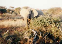 carnets de voyage namibie - circuit 9 jours - tape mount edjo lodge