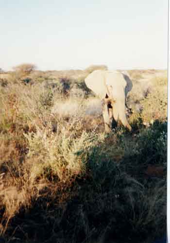 mount edjo - game drive adrnaline !