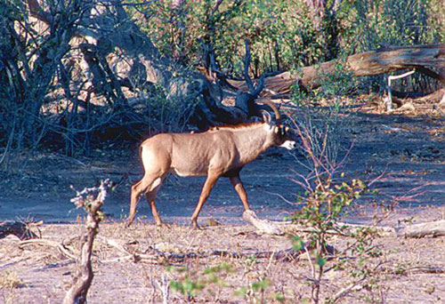 antilope rouanne