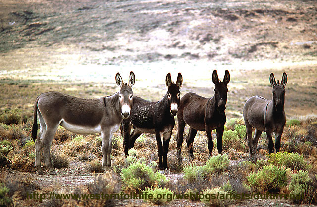 carnets de voyage usa - red rock canyon - les burros