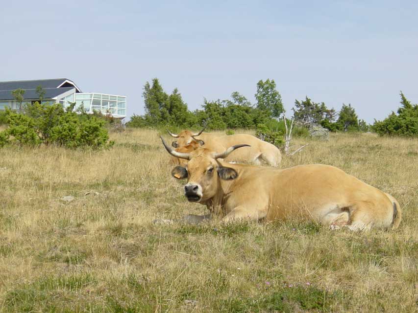 belles de l'aubrac chez Michel Bras