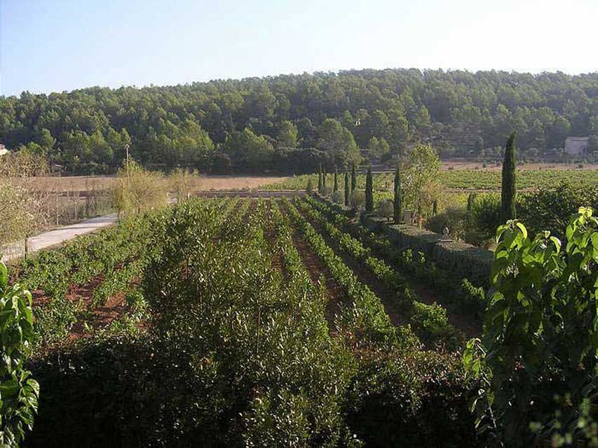 carnets de voyage france - route gourmande provence - chez bruno de lorgues - les vignes