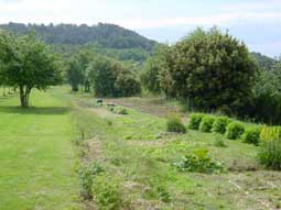 un potager pour Reine