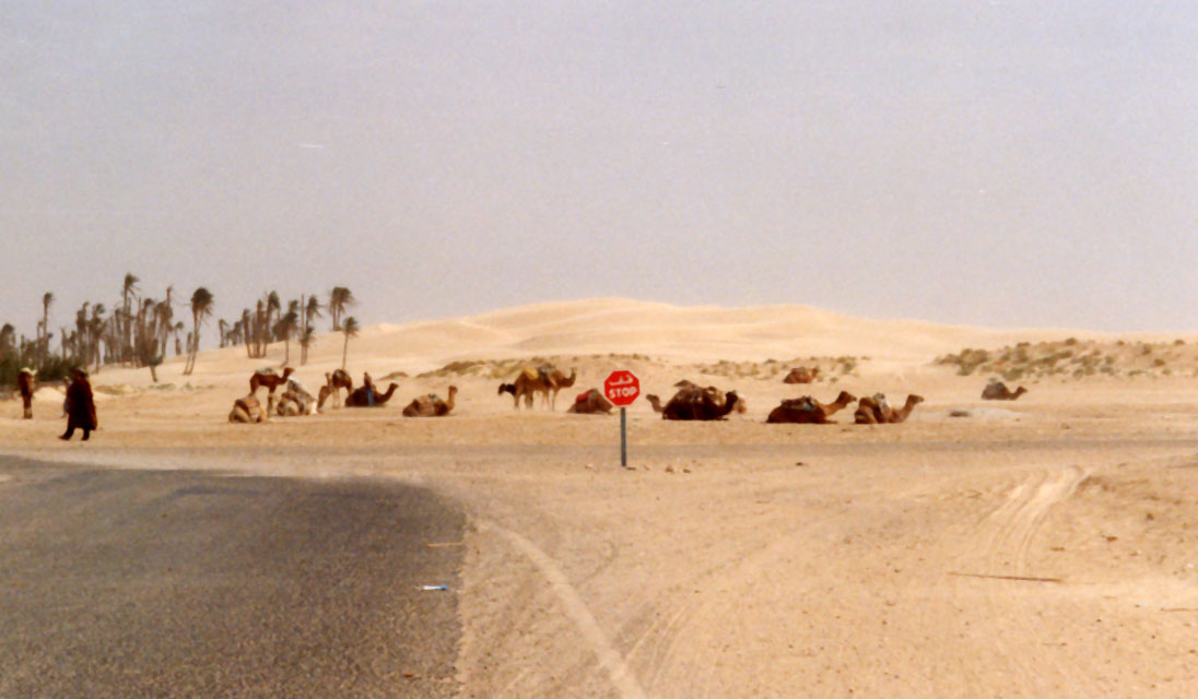 tunisie - chott el jerid