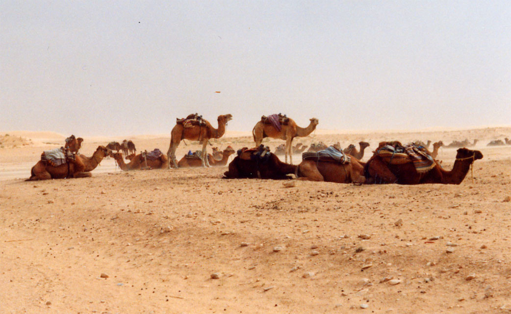 tunisie - chott el jerid