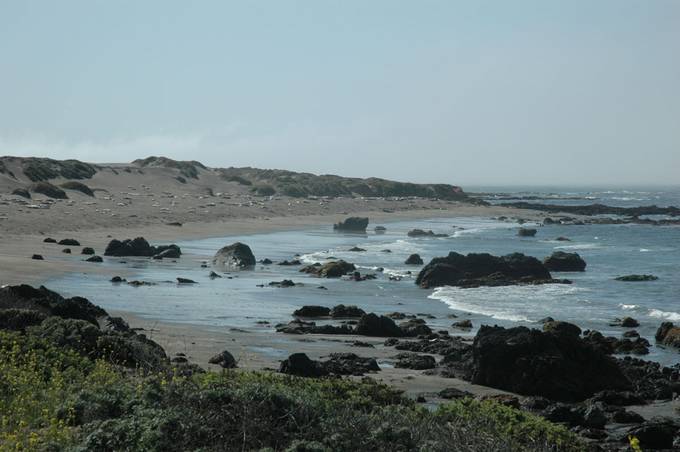 carnets de voyage usa - circuit californie et nevada - big sur - elephant seal