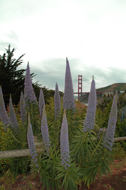 usa-californie-san-francisco-068.jpg