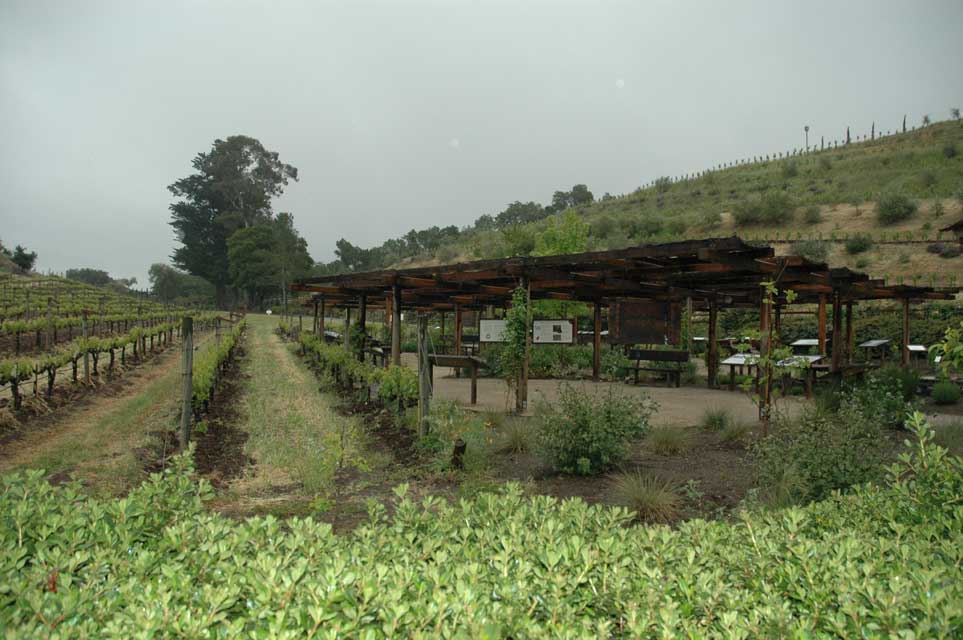 carnets de voyage usa - circuit californie et nevada - sonoma - culture biodynamique chez benziger family