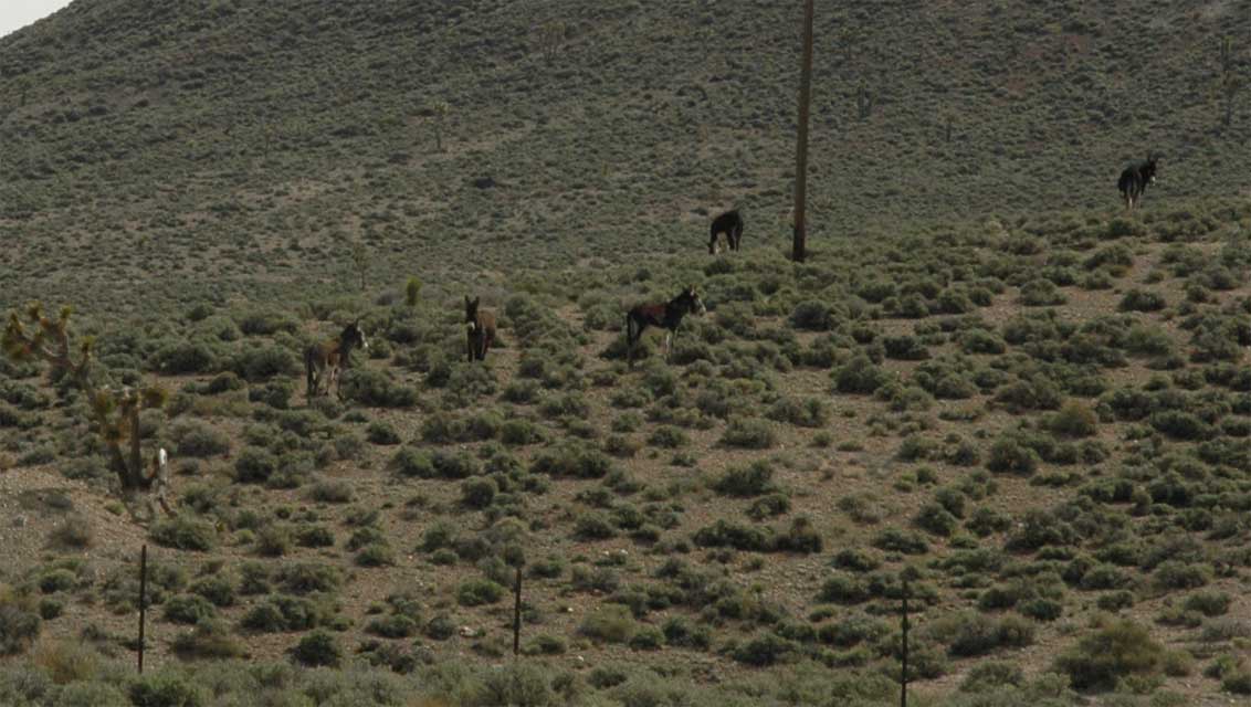 carnets de voyage usa - nevada - goldfield - wildlife burros - anes sauvages 