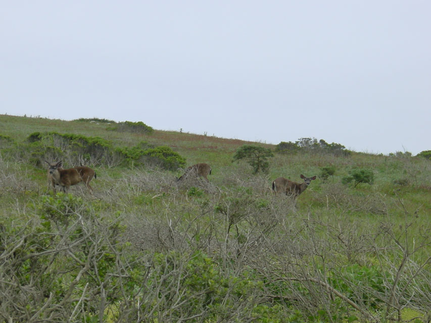 bodega bay - carnets de voyage