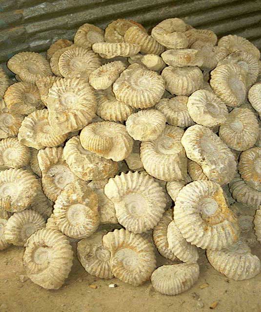 carnets de voyage maroc - étape imouzzer - essaouira - les fossiles dans la montagne
