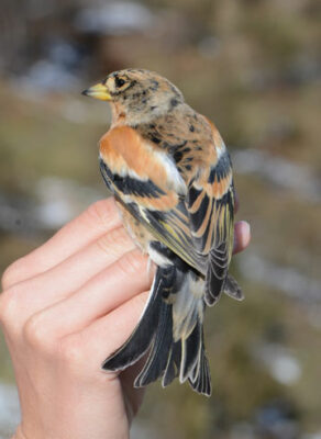 Carnets et photos de voyage Suisse _ Champery : la station ornithologique du col de Bretonnet : pinson - photos @Sophie Marti