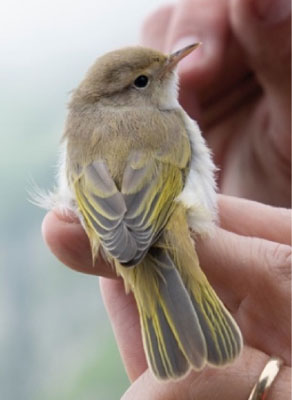 Carnets et photos de voyage Suisse _ Champery : la station ornithologique du col de Bretonnet : pouillot Bonelli - photos @Sophie Marti