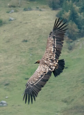 Carnets et photos de voyage Suisse _ Champery : la station ornithologique du col de Bretonnet : Vautour fauve - photos @Sophie Marti