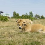 Route Gourmande en Aubrac : chez Michel et Sebastien BRAS à Laguiole