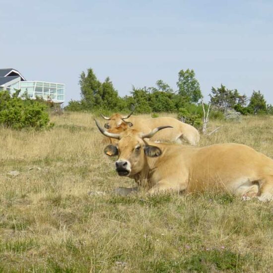 Route Gourmande en Aubrac : chez Michel et Sebastien BRAS à Laguiole